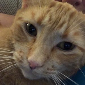 Meet your Posher, Pam